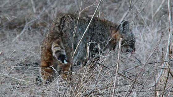 Bobcat
Tennesse Valley, California Bobcat
Tennesse Valley, California